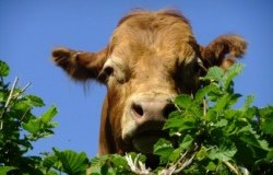 Taking Advantage of Medicare&nbsp;Advantage